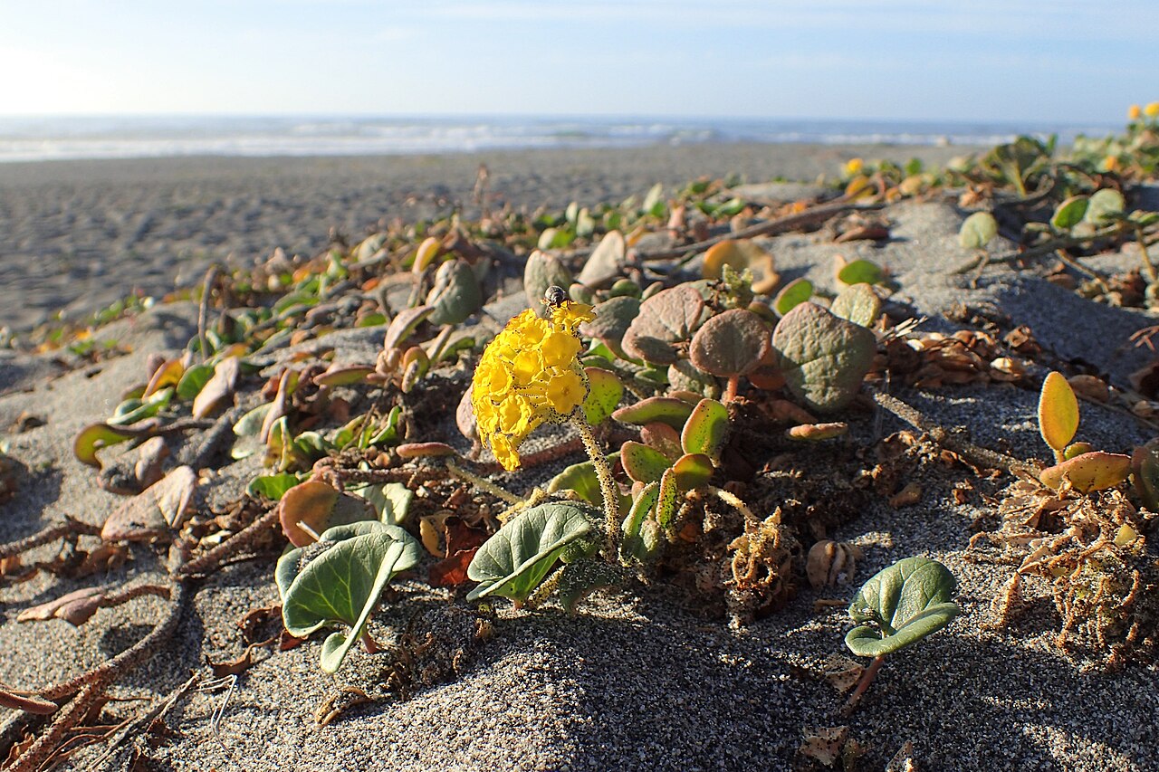 Yellow sand verbena (Abronia latifolia) cluster of small yellow trumpet flowers surrounded by thick, rounded, fleshy leaves
