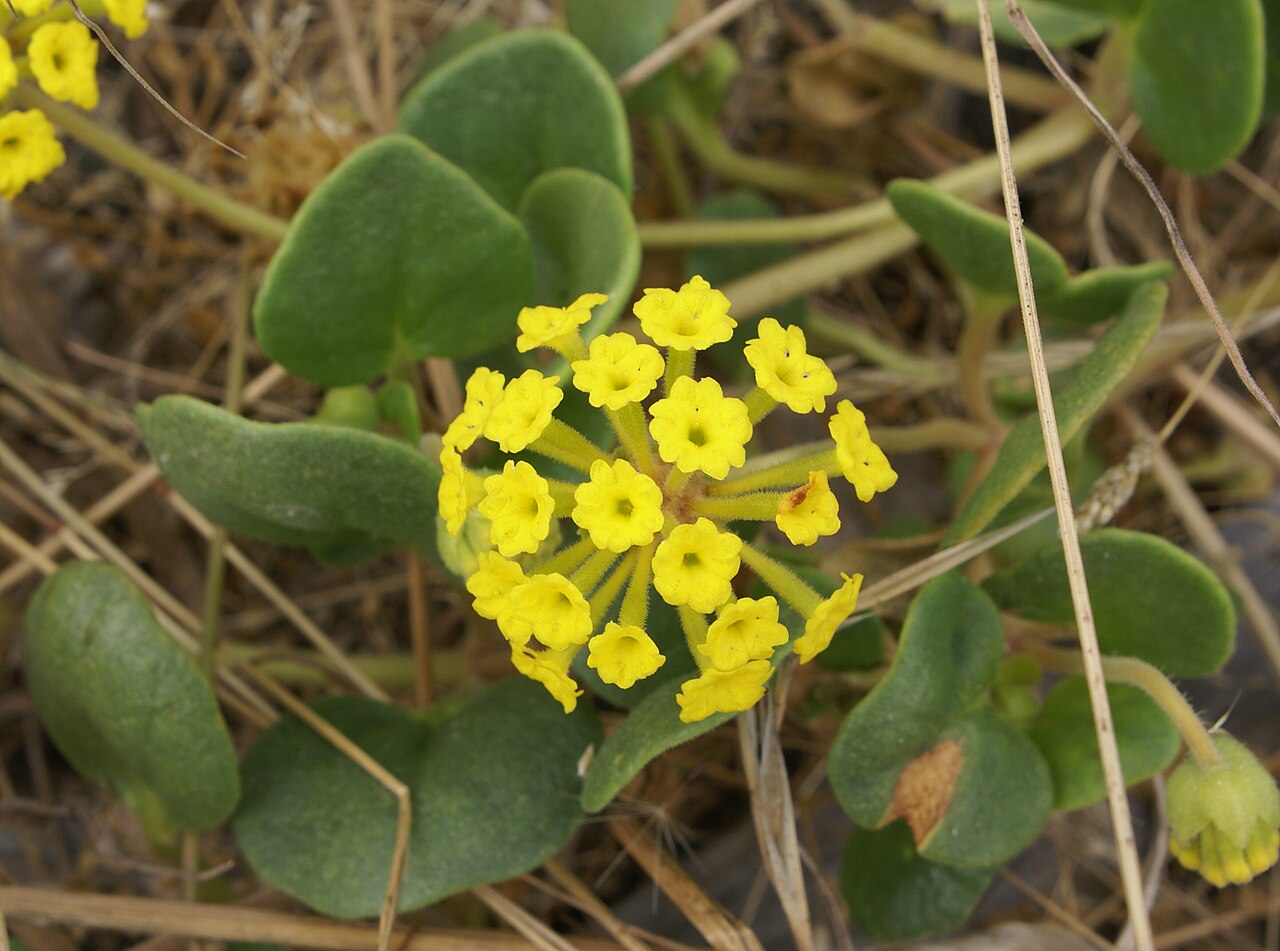 Yellow sand verbena (Abronia latifolia) growing low across open beach sand with the Pacific Ocean in the background