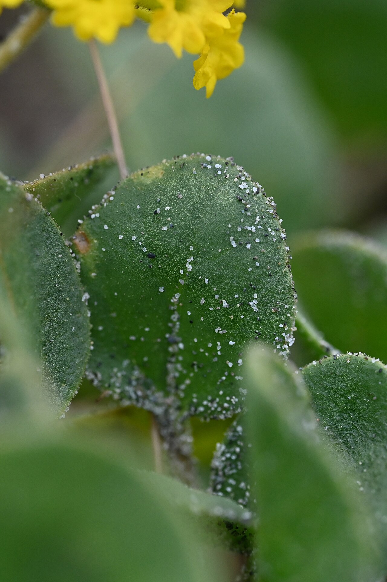 Close-up of a yellow sand verbena leaf with grains of sand stuck to its sticky, hairy surface