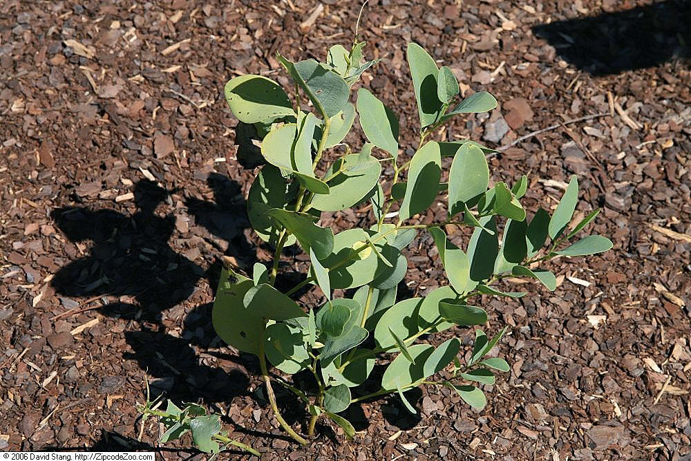 Yellow Wild Indigo (Baptisia sphaerocarpa) - PlantNative.org Young Yellow Wild Indigo (Baptisia sphaerocarpa) plant showing blue-green trifoliate leaves