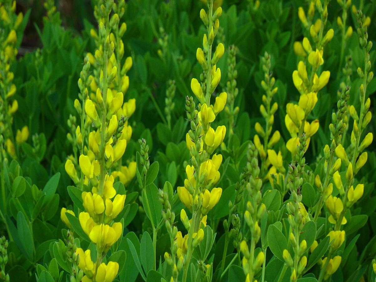 Yellow Wild Indigo (Baptisia sphaerocarpa) - PlantNative.org Yellow Wild Indigo (Baptisia sphaerocarpa) with tall spikes of bright yellow pea-like flowers