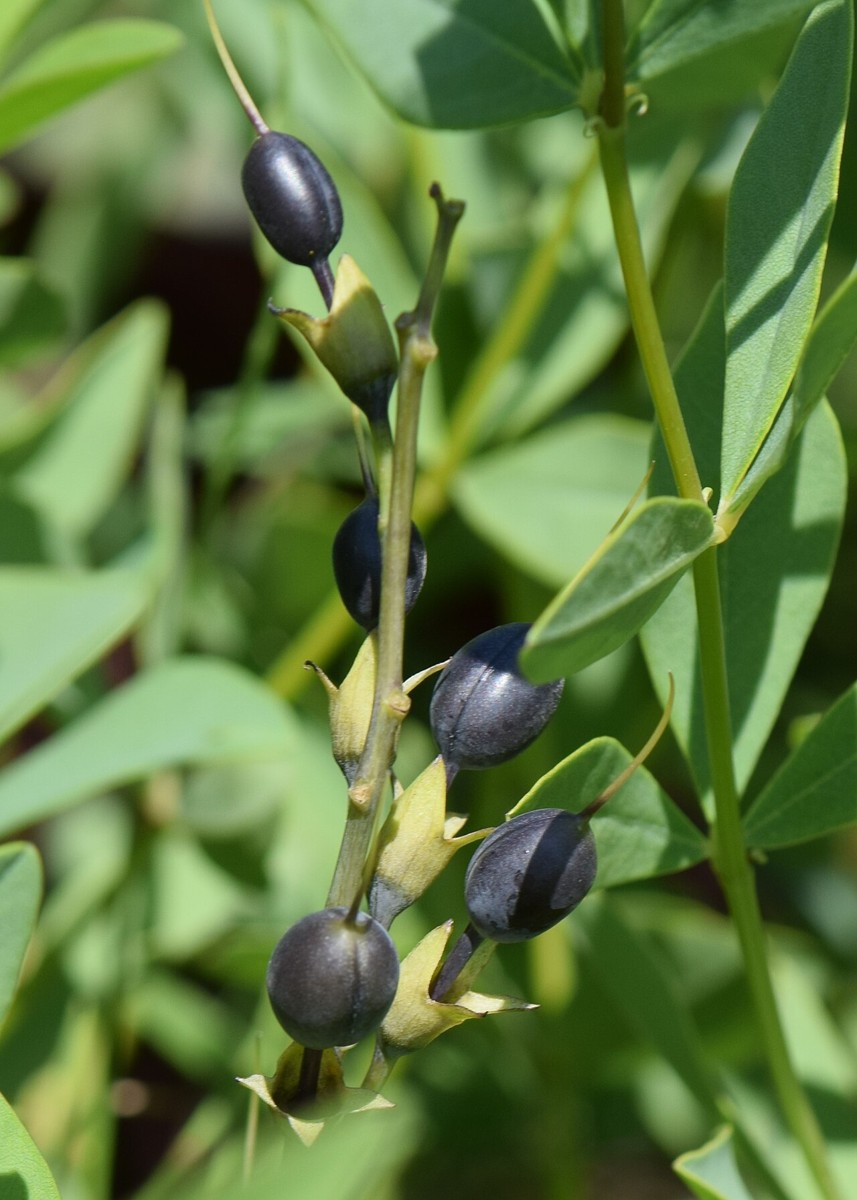 Yellow Wild Indigo (Baptisia sphaerocarpa) - PlantNative.org Close-up of the rounded, inflated seed pods of Yellow Wild Indigo (Baptisia sphaerocarpa)