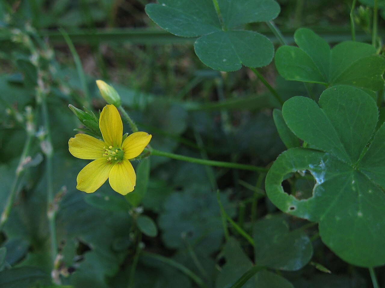 Close-up of a yellow wood sorrel flower showing five yellow petals and central stamens
