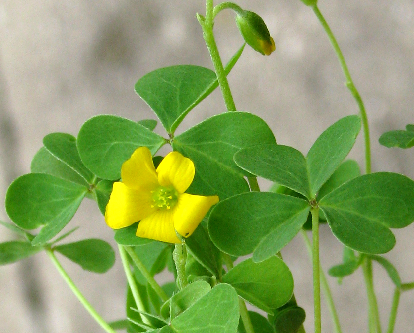 Yellow wood sorrel (Oxalis stricta) clump with clover-like leaves and small five-petaled yellow flowers