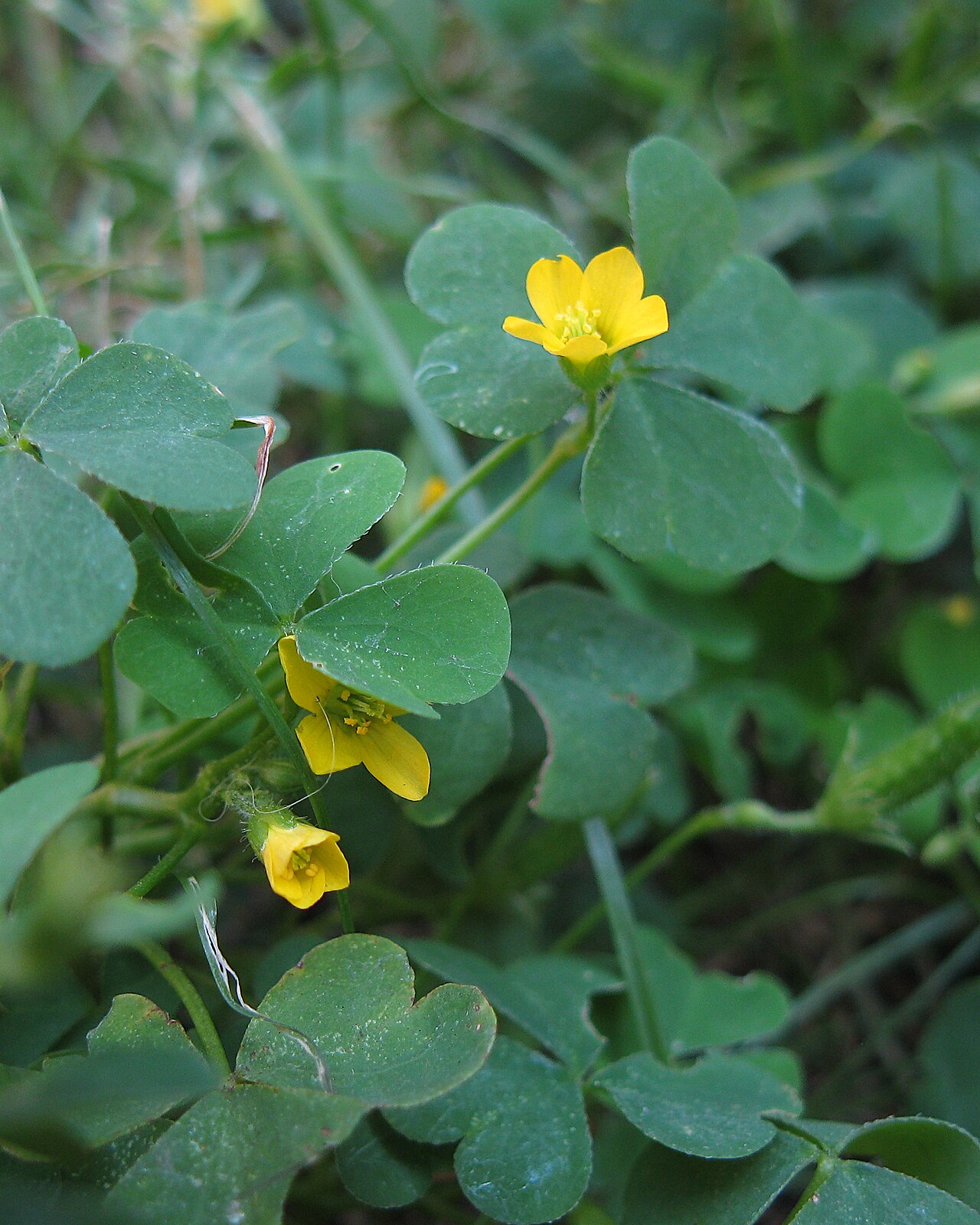 Yellow wood sorrel growing among grass and other low plants, showing its sprawling habit