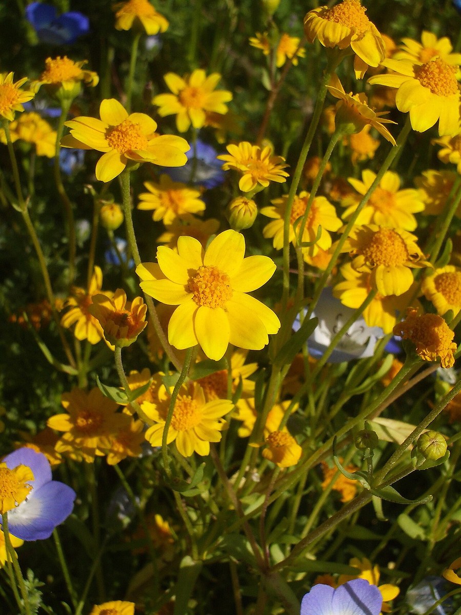 Yellowray goldfields (Lasthenia glabrata) cluster of bright yellow daisy-like flowers blooming alongside baby blue eyes