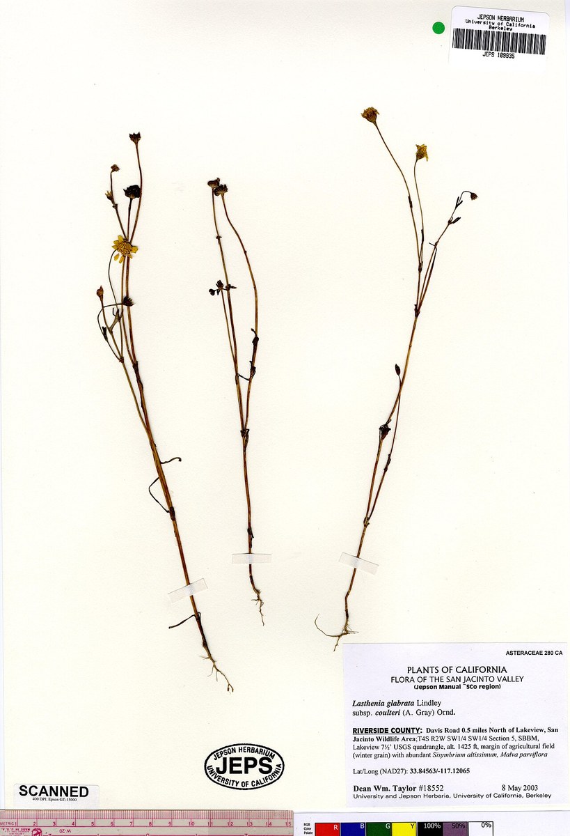 Pressed herbarium specimen of yellowray goldfields (Lasthenia glabrata subsp. coulteri) showing the plant's slender branching stems and leaves