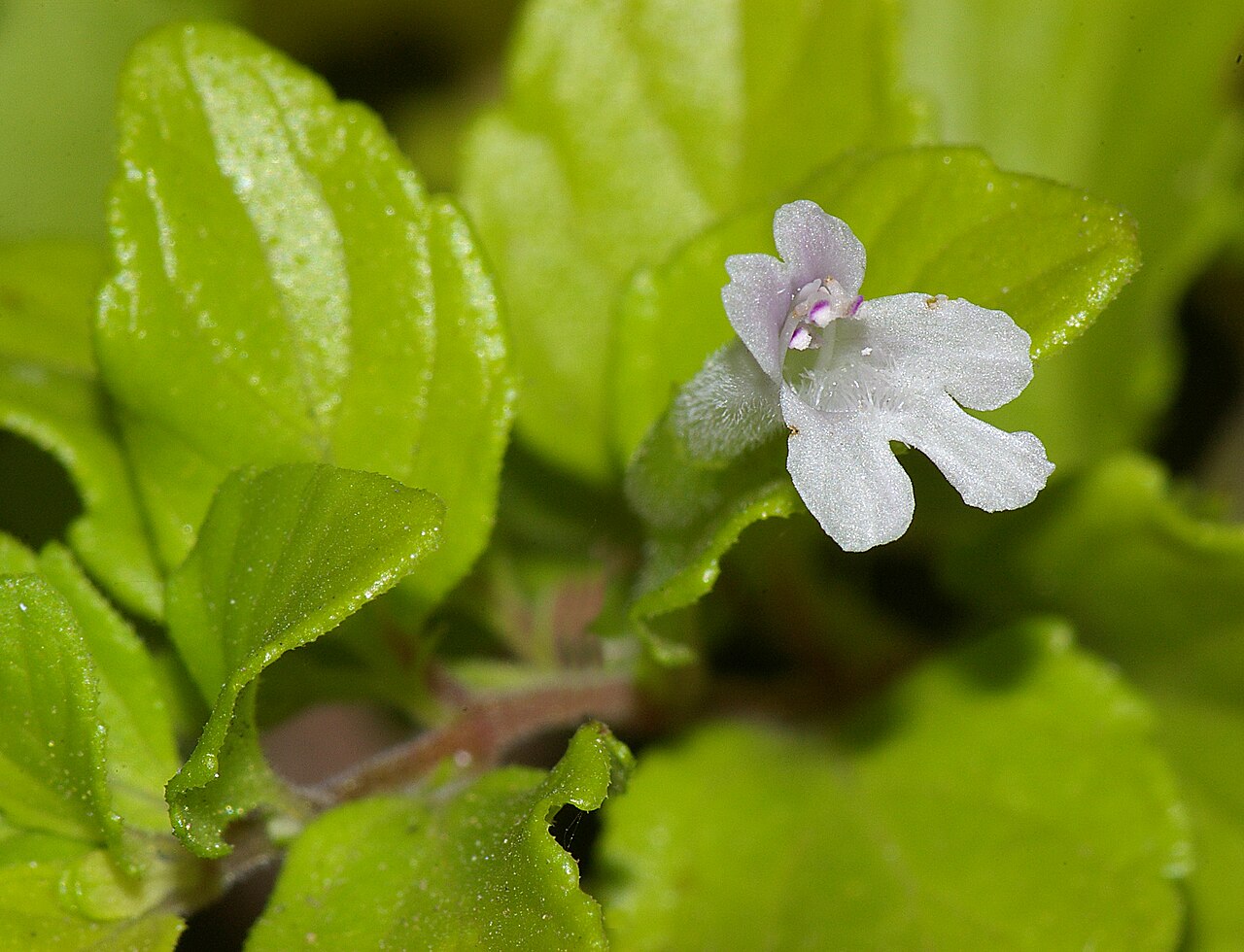 Yerba Buena (Satureja douglasii) - PlantNative.org Close-up of a small white yerba buena (Satureja douglasii) flower among rounded green leaves