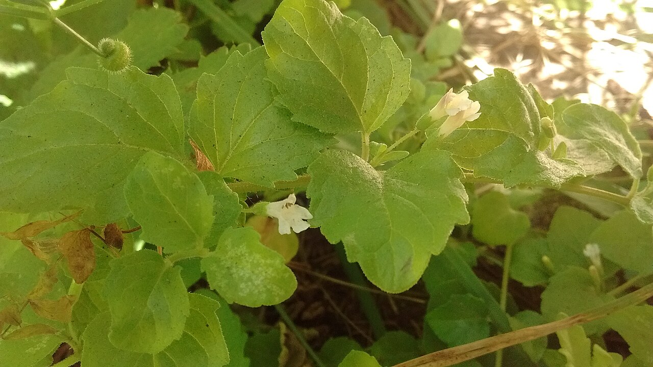 Yerba Buena (Satureja douglasii) - PlantNative.org Trailing yerba buena (Satureja douglasii) groundcover with small white flowers growing in a shaded California woodland