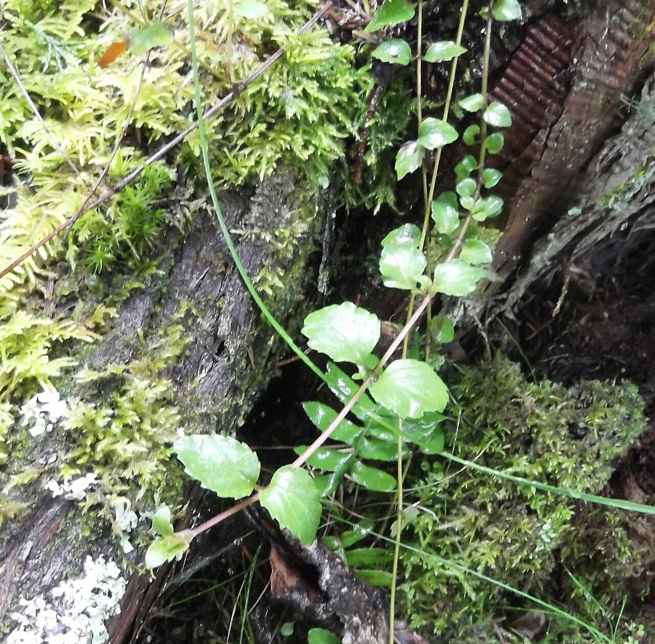 Yerba Buena (Satureja douglasii) - PlantNative.org Trailing stems of yerba buena (Satureja douglasii) growing over a mossy, decaying log in a Pacific Coast forest