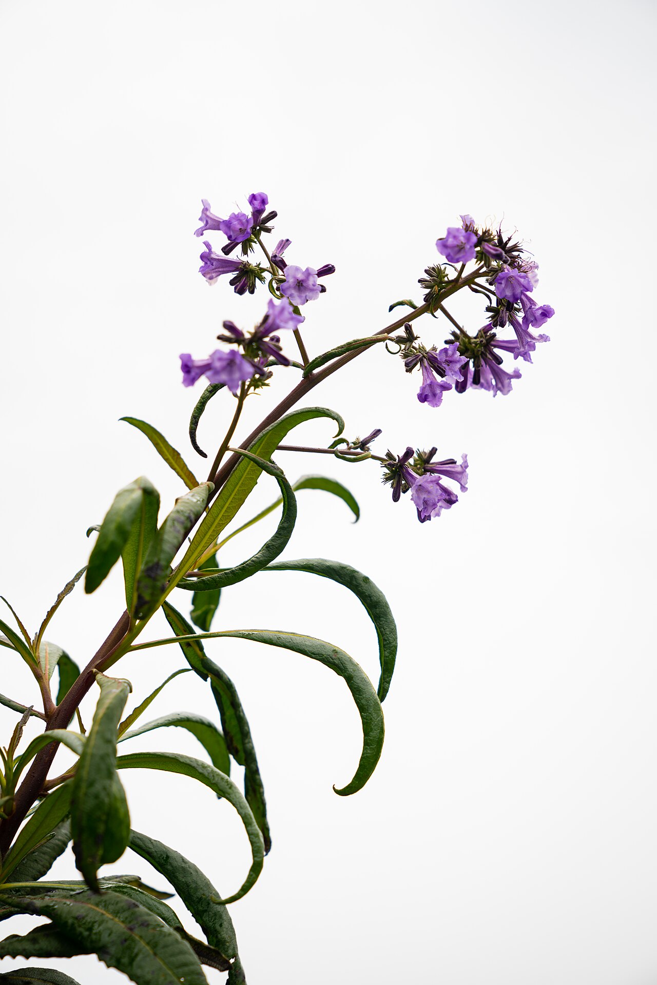 Yerba Santa (Eriodictyon californicum) - PlantNative.org Yerba santa (Eriodictyon californicum) branch with clusters of tubular lavender-purple flowers and narrow sticky leaves