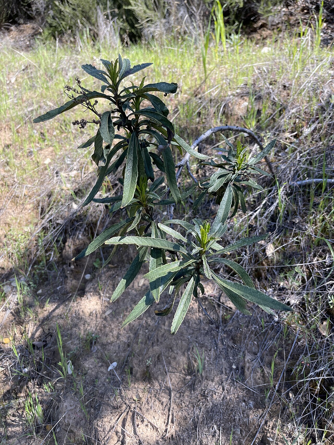 Yerba Santa (Eriodictyon californicum) - PlantNative.org Yerba santa (Eriodictyon californicum) shrub with narrow sticky leaves growing on a dry grassy hillside trail