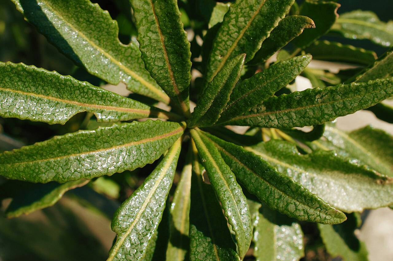 Yerba Santa (Eriodictyon californicum) - PlantNative.org Close-up of the narrow, glossy, resin-coated leaves of yerba santa (Eriodictyon californicum)