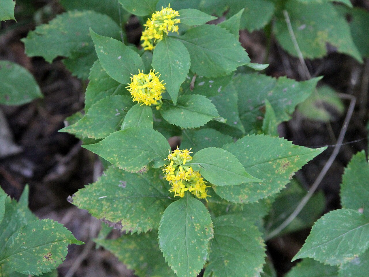 Close-up of Zigzag Goldenrod showing clustered yellow flower heads in the leaf axils and broad, sharply toothed leaves