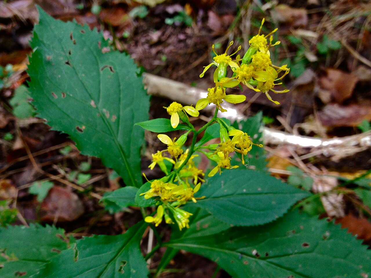 Zigzag Goldenrod (Solidago flexicaulis) flowering along a shaded woodland trail, showing broad toothed leaves and clustered yellow flower heads