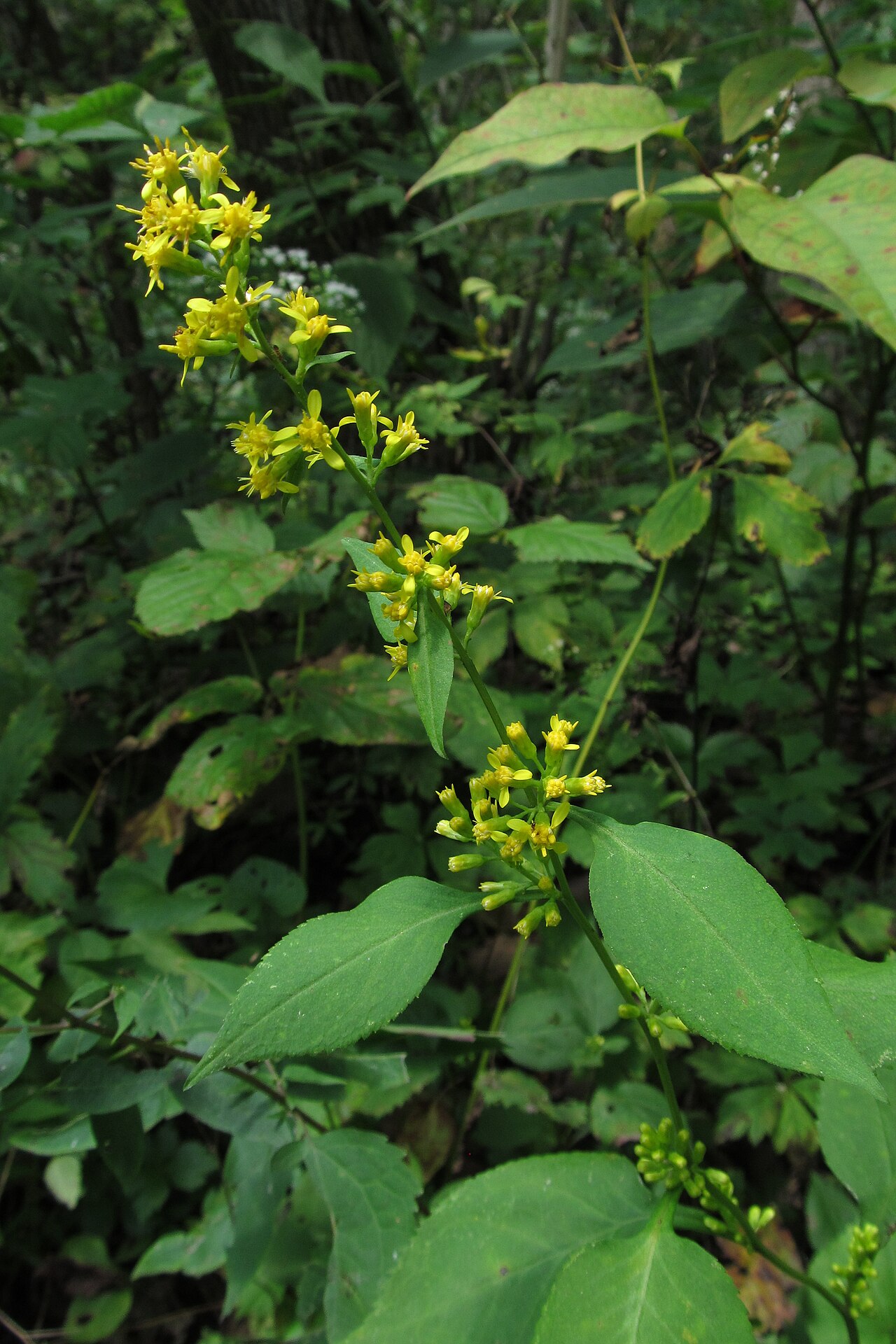 Zigzag Goldenrod growing in dappled woodland shade, showing the characteristic zigzagging stem