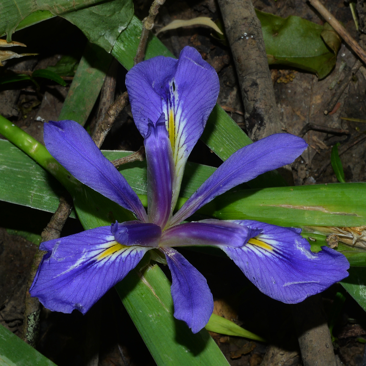 Zigzag Iris (Iris brevicaulis) - PlantNative.org Overhead view of a zigzag iris flower showing six violet-purple petals radiating from a white and yellow center