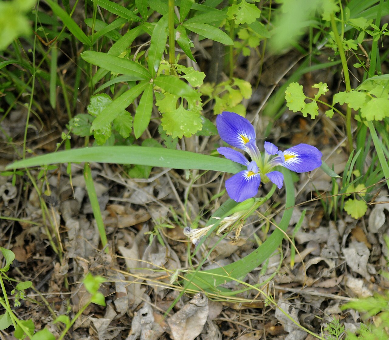 Zigzag Iris (Iris brevicaulis) - PlantNative.org Close-up of a single zigzag iris flower with blue-violet petals and yellow-and-white signal patches among broad sword-shaped leaves