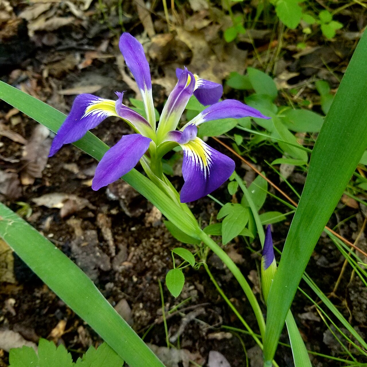 Zigzag Iris (Iris brevicaulis) - PlantNative.org Zigzag iris (Iris brevicaulis) with deep violet-blue flower and white-and-yellow signal patch growing wild in leaf litter in Arkansas