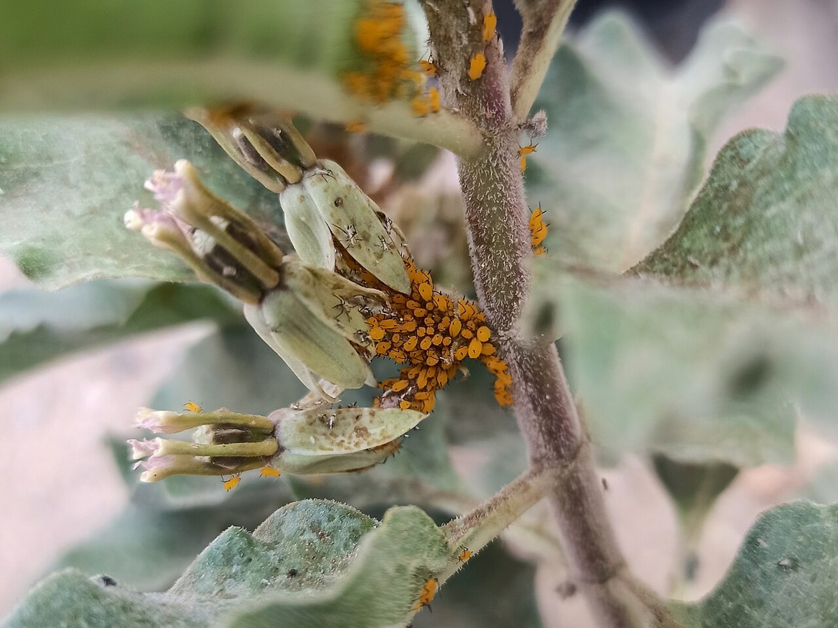 Zizotes Milkweed (Asclepias oenotheroides) - PlantNative.org Milkweed aphids clustered on the stem of Zizotes Milkweed (Asclepias oenotheroides)