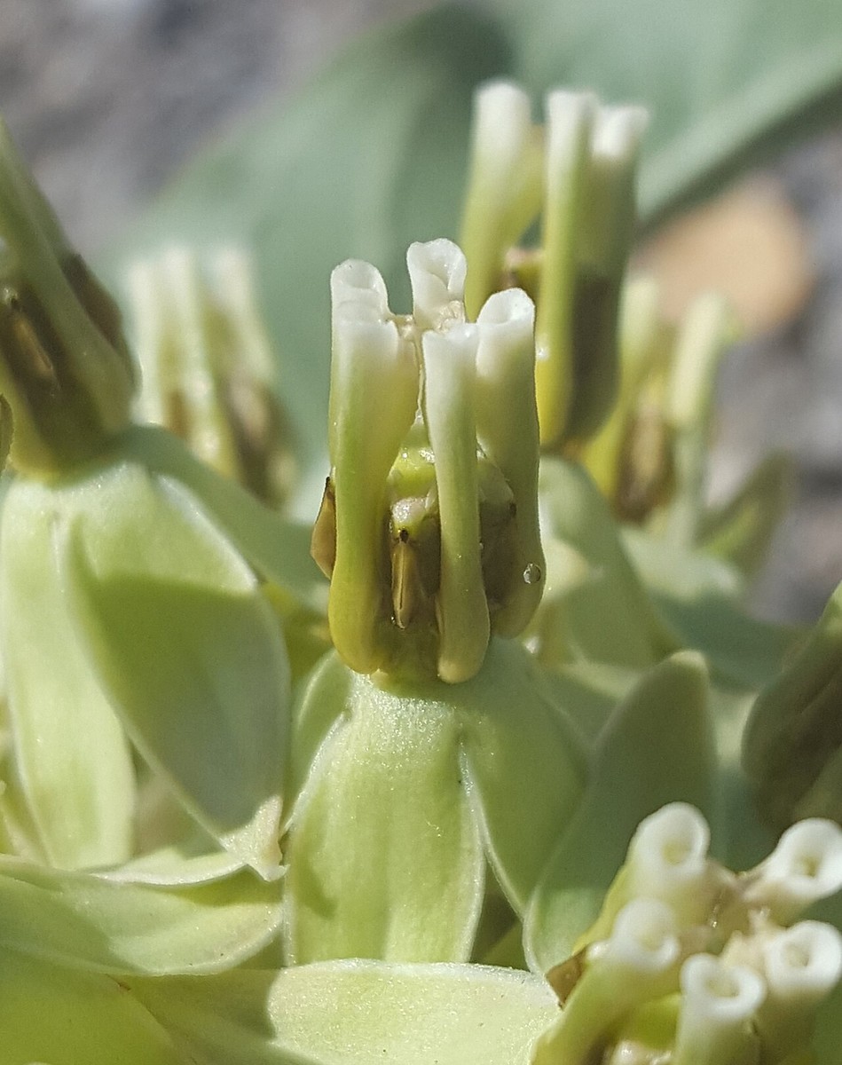 Zizotes Milkweed (Asclepias oenotheroides) - PlantNative.org Close-up of Zizotes Milkweed (Asclepias oenotheroides) flower showing the hood-and-horn structure typical of milkweeds