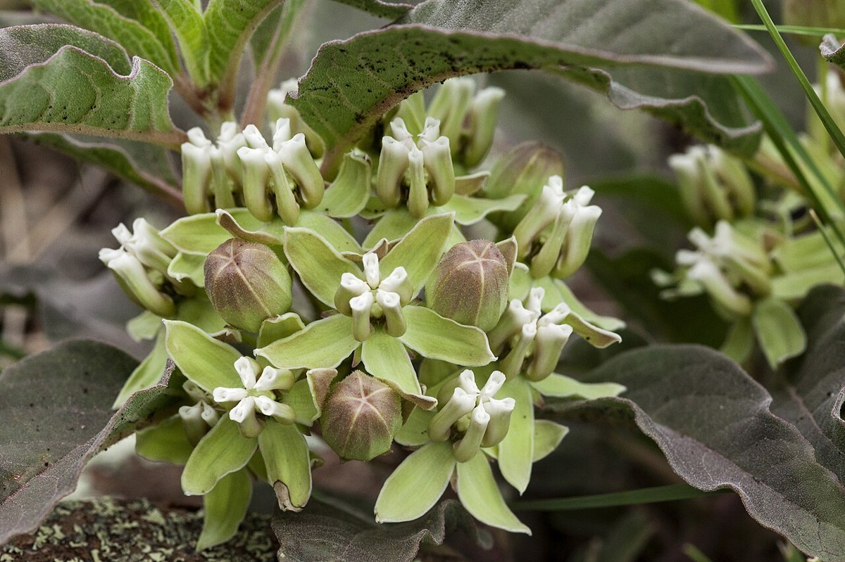 Zizotes Milkweed (Asclepias oenotheroides) - PlantNative.org Zizotes Milkweed (Asclepias oenotheroides) with clusters of greenish-white flowers and broad gray-green leaves